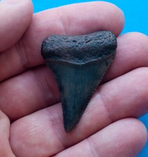 1.8 inch fossil great white