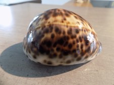 Coquillage : NEW CYPRAEA