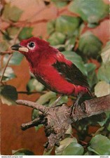 Animaux - Oiseaux - Tangara du