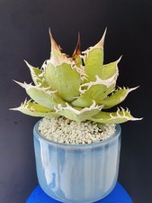 EXCEPTIONNELLE! Agave Titanota