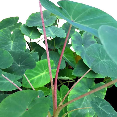 Colocasia esculenta pink - esculenta, 'pink