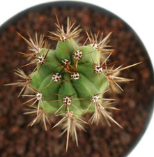 Cereus sp. south of Zipolite -