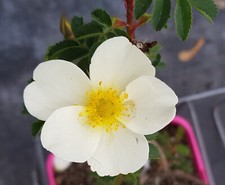 Rosa pimpinellifolia (Semis) /