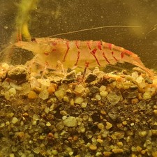 Lot de 12 crevettes tiger red