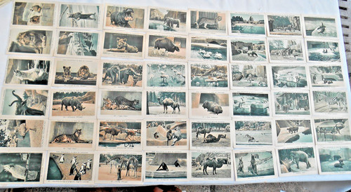 Lot 100 chromo parc - 100, zoologique