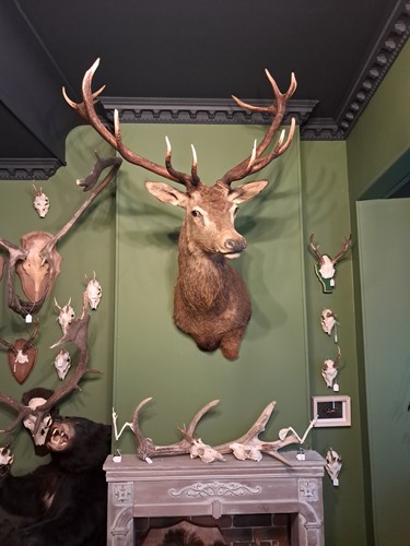 Taxidermie cerf élaphe 14 - élaphe,