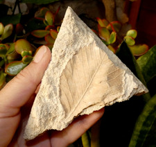 Feuille Fossile France