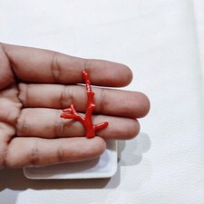 Branche de corail rouge