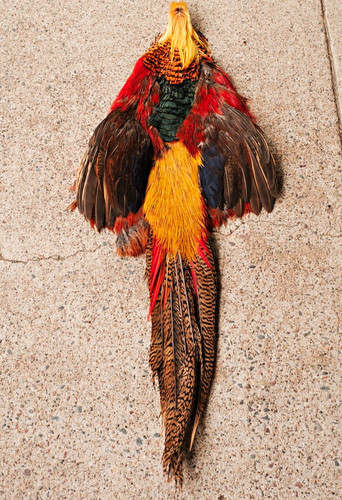 Golden pheasant skin - golden,