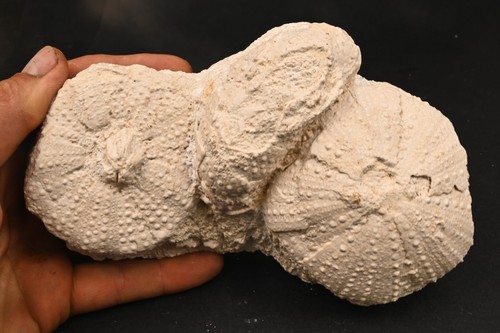 Oursins fossile tripneuste - oursins,