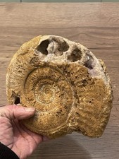 grande ammonite cristallisé origine France dimension 19X16,5  cm