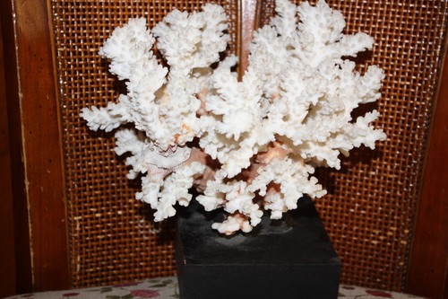 Corail blanc - corail,