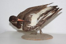 Ancienne Taxidermie –