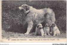 AILP6-0556 - CHIEN - gazost 1er et ses petits du chenil-club d'argelès