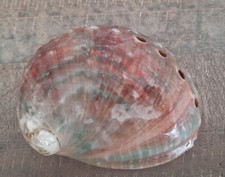 coquillage Ormeau Bicolore