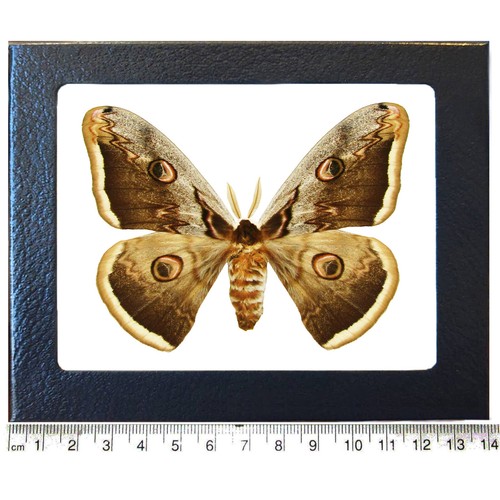 Saturnia pyri bark mimic