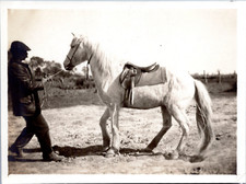 France, Camargue, un cheval