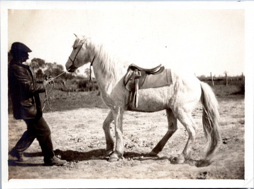 France camargue un cheval - france,,