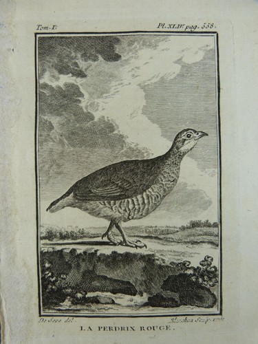 Ornithologie gravure oiseaux - :,