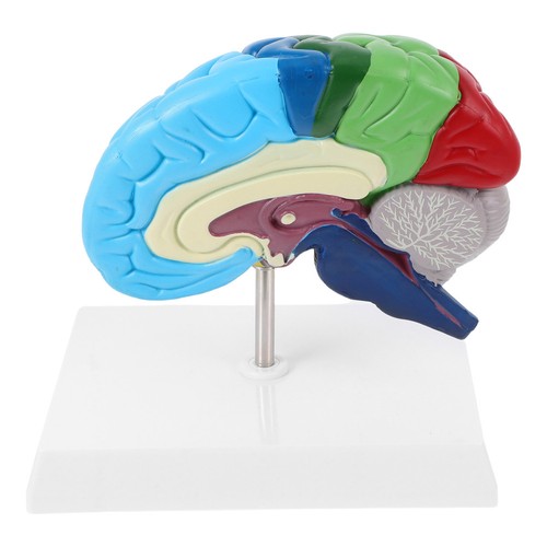 Cerveau humain modèle - humain,