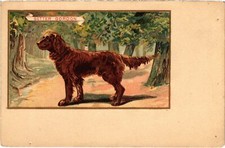 PC SETTER GORDON DOG CHIEN