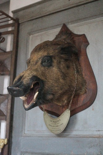 Taxidermie tête sanglier - tête, de