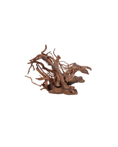 Racine vigne rare rouge - rare,