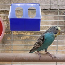  Mangeoire À Volaille Perruche Accessoires Pour Cages Oiseaux Pigeon Drink Bowl