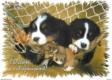 Carte postale animaux - postale,