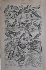 1877 Imprimé Ornithology
