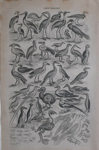 1877 imprimé ornithology - 1877,