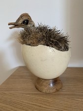 Taxidermie autruchon dans son oeuf autruche bird egg antique Ostrich