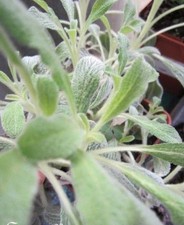 ♫ THE GREC ou Crapaudine