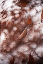 Objectif vintage Petzval 50mm F/1.6 Laiton  [Berthiot, Hermagis]