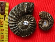 Ammonite du Pliensbachien 