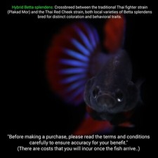 Aquarium Betta Live Betta