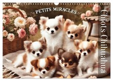 Chiots Chihuahua – Petits