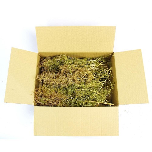 Arbres écume mer box - de,