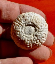 OURSIN FOSSILE CRÉTACÉ DU