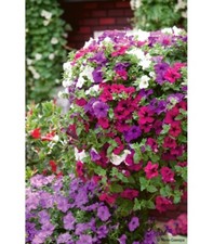 🌸 Pétunia Pendula Varié