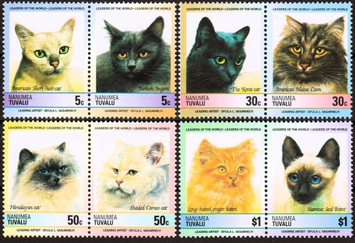 Chats siamois gingembre angora - siamois,