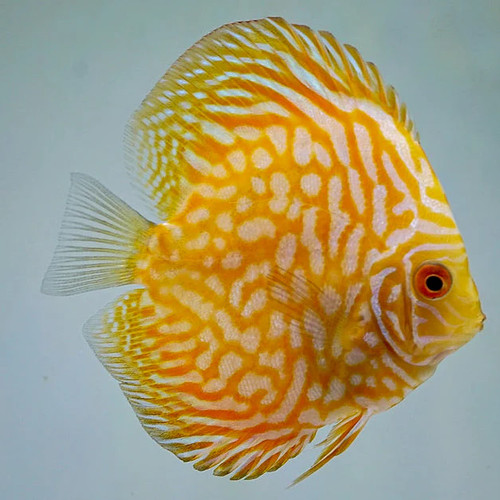 Golden checkerboard discus - golden,