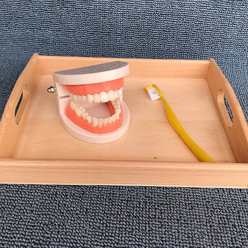 Modèle dents standard pour - de,