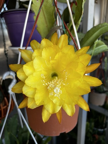 Epiphyllum yellow tang - yellow,