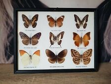 CABINET CURIOSITÉ TABLEAU CADRE PAPILLONS BUTTERFLY TAXIDERMIE COLLECTION