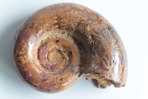 Fossile ammonite puzosia - fossile,