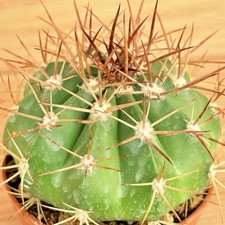 Melocactus pachyacanthus, pot