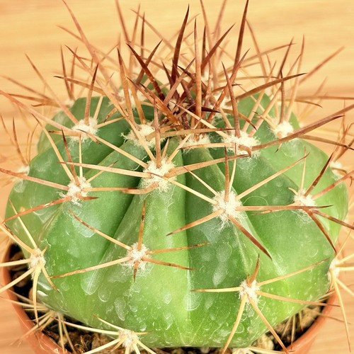 Melocactus pachyacanthus pot - pachyacanthus,,
