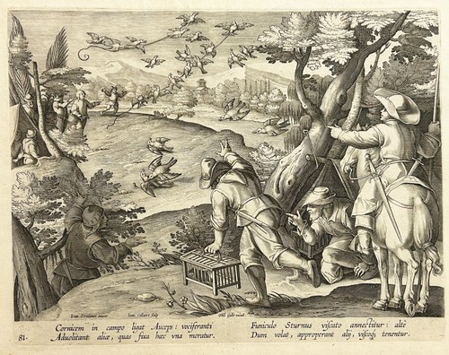 Stradanus collaert bird - -,