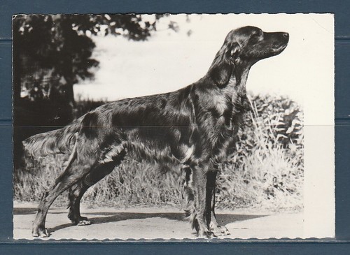 Cpsm vers 1960 - cpsm,